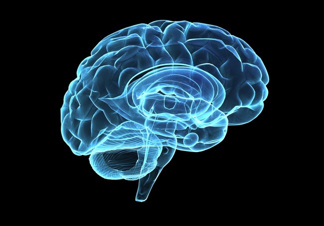 brain