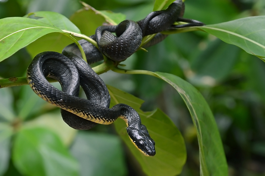 snake